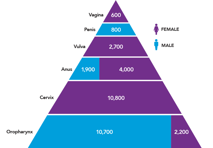 This stacked pyramid shows the numbers of HPV cancers that occur in U.S. females and males each year by site.
                        For females, there are 600 cancers of the vagina; 2,700 cancers of the vulva; 4,000 cancers of the anus; and 10,800 cancers of the cervix.
                        For males, there are 800 cancers of the penis; 1,900 cancers of the anus; and 10,700 cancers of the oropharynx.